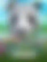 Wild Giant Panda