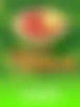 Wild Melon